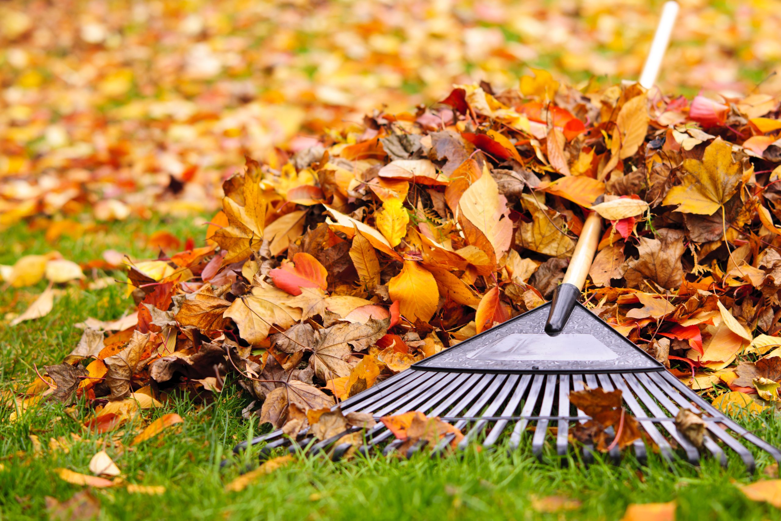 Leave Those Leaf Raking Injuries in the Past